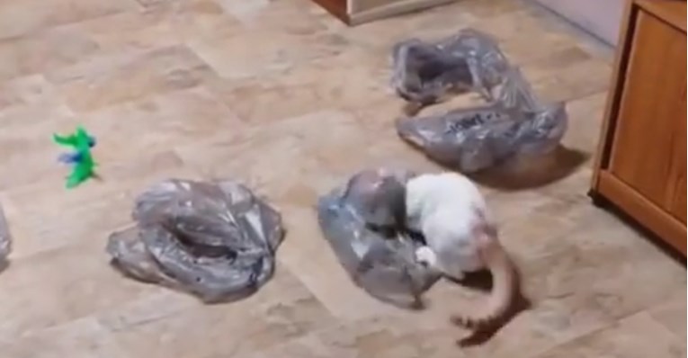 VIDEO Ova maca je pronašla najbolju igračku na svijetu
