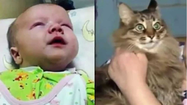 VIDEO Ova maca spasila je smrznutu bebu
