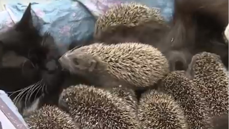 VIDEO Ova divna maca usvojila je 8 beba ježeva