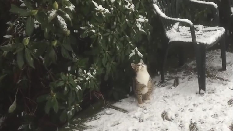 VIDEO Ove mačke uživaju u zimskim radostima
