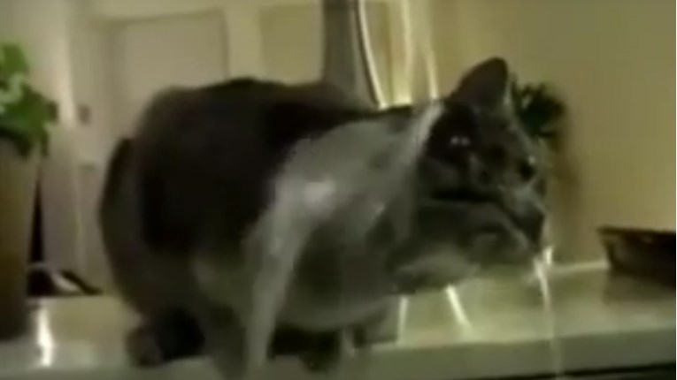 VIDEO Ova maca ima poseban način kupanja