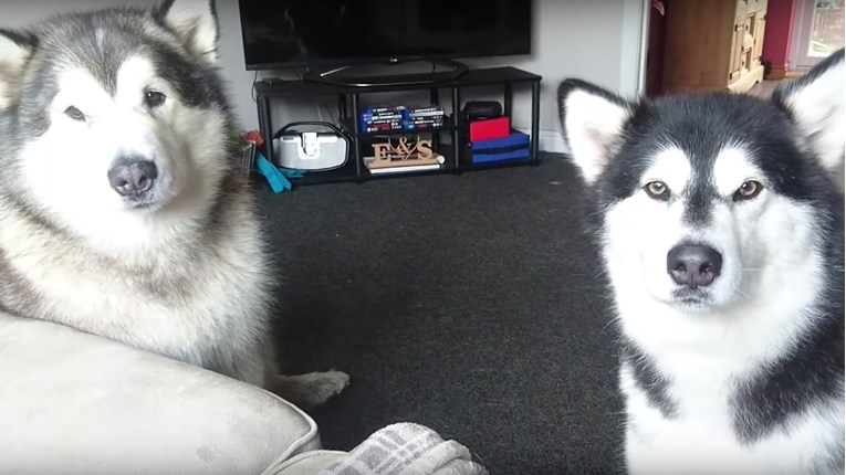 VIDEO Ako želite psa koji će se svađati s vama, ovo su idealni psi
