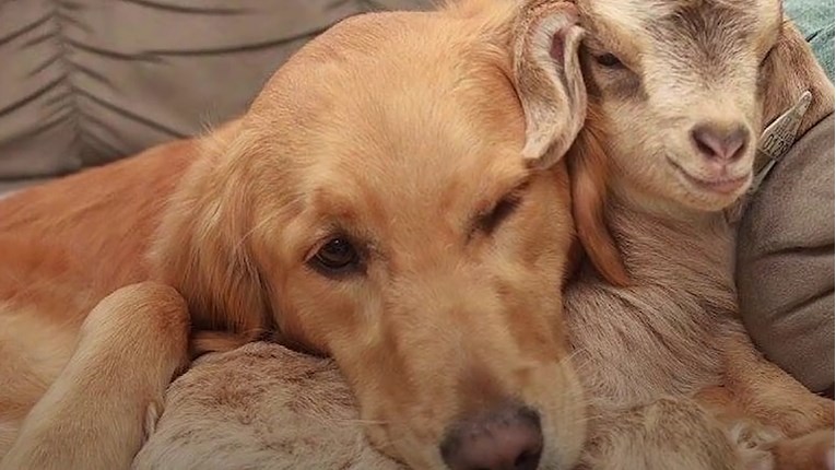 VIDEO Čudesna životinjska prijateljstva