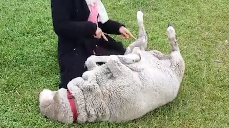 VIDEO Ovce su zapravo kao veliki štenci