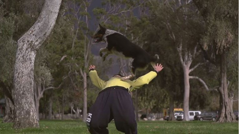 VIDEO Parkour je idealan sport za aktivne ljude i pse