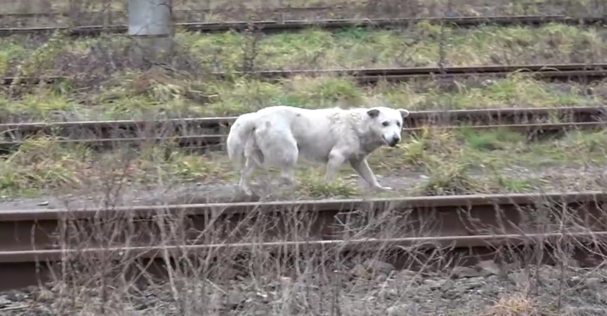 VIDEO Spašavanje psa sa slomljenim srcem