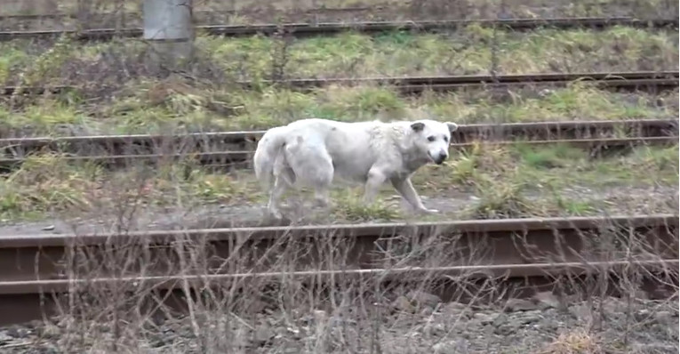VIDEO Spašavanje psa sa slomljenim srcem