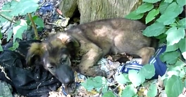 VIDEO Prestravljeno štene njemačkog ovčara pronađeno napušteno u šumi