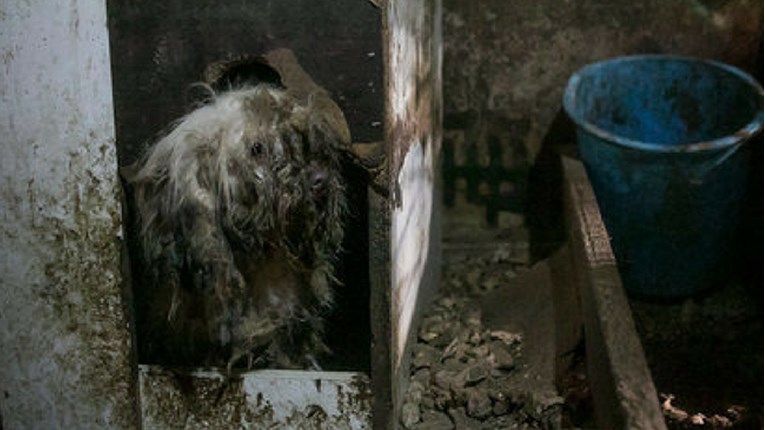 FOTO Prekriven blatom i zatočen, ovaj pas čekao je smrt na psećoj farmi mesa