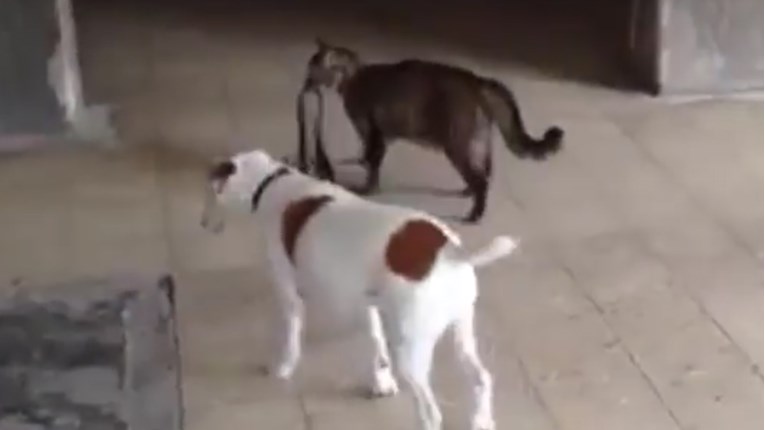 VIDEO Mačka je odlučila da je psu vrijeme za šetnju!