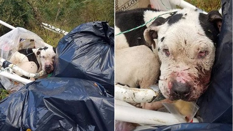 Najdivniji pas je bio zavezan za kontejner i ostavljen da umre