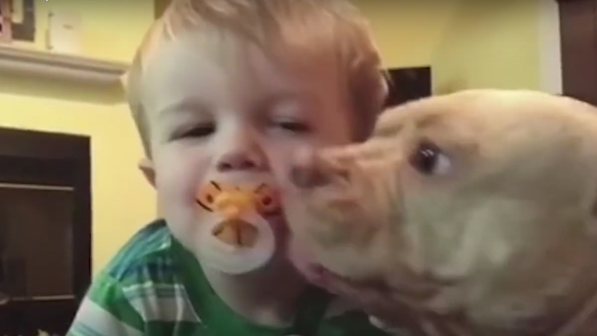 VIDEO Ovi pit bullovi spasili su živote svojim vlasnicima