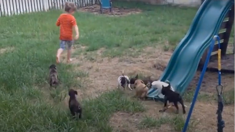 VIDEO Ova obitelj je udomila preko 180 pasa