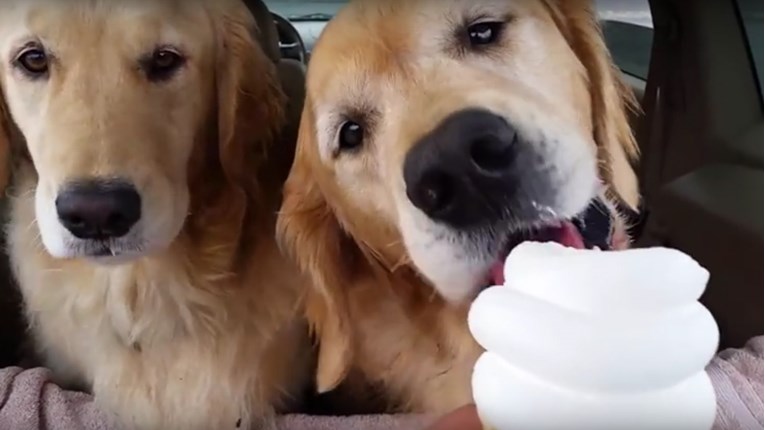 VIDEO Psi obožavaju sladoled, a način na koji ga jedu je presladak