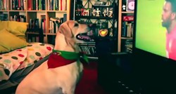 VIDEO Gledaju li vaši psi televiziju?
