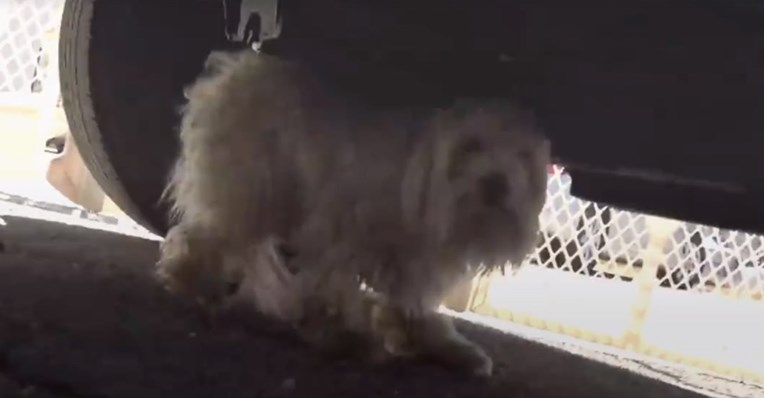 VIDEO Ovaj napušteni psić se užasavao ljudi!