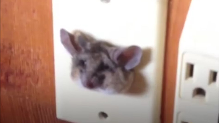 VIDEO Nećete vjerovati gdje su zapele ove životinjice