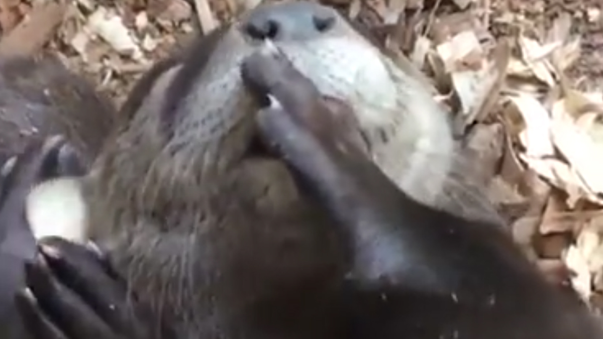 VIDEO Malena vidra pronašla je idealnu zamjenu za bočicu s dudom