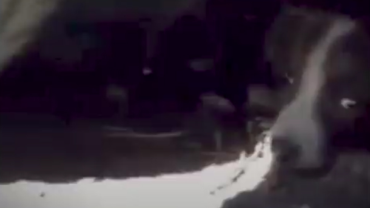 VIDEO Napušteni psić je odrastao sa 150 spašenih životinja