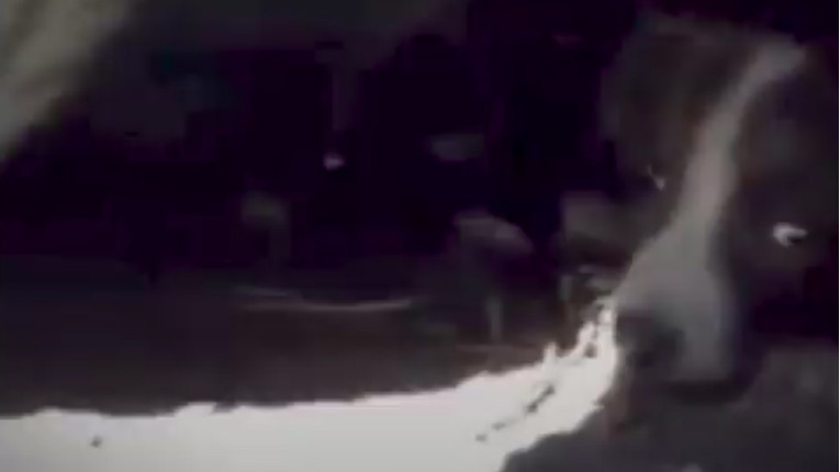 VIDEO Napušteni psić je odrastao sa 150 spašenih životinja