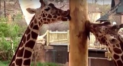 VIDEO Žirafe su visoke i zabavne životinje, nesvjesne svoje visine i težine