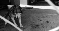 UZNEMIRUJUĆE FOTOGRAFIJE Uginuo pas kojega je vlasnik pretukao metalnom šipkom, volonteri potreseni