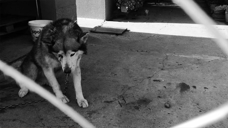 UZNEMIRUJUĆE FOTOGRAFIJE Uginuo pas kojega je vlasnik pretukao metalnom šipkom, volonteri potreseni