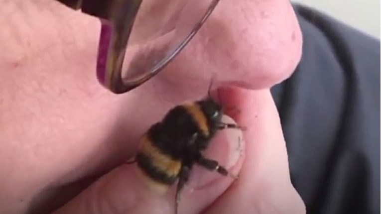VIDEO Ranjena pčelica i žena su postale nerazdvojni prijatelji