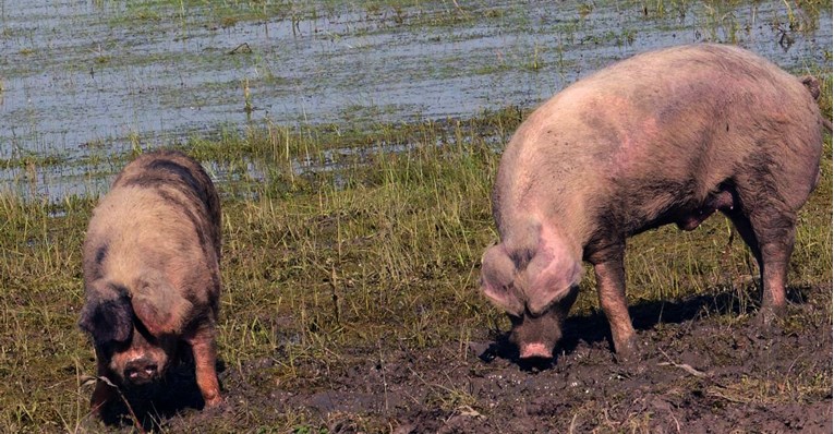 U PRIPREMI SU KRIZNI STOŽERI U Mađarskoj se pojavila afrička svinjska kuga, u Hrvatskoj u pripravnosti sve službe
