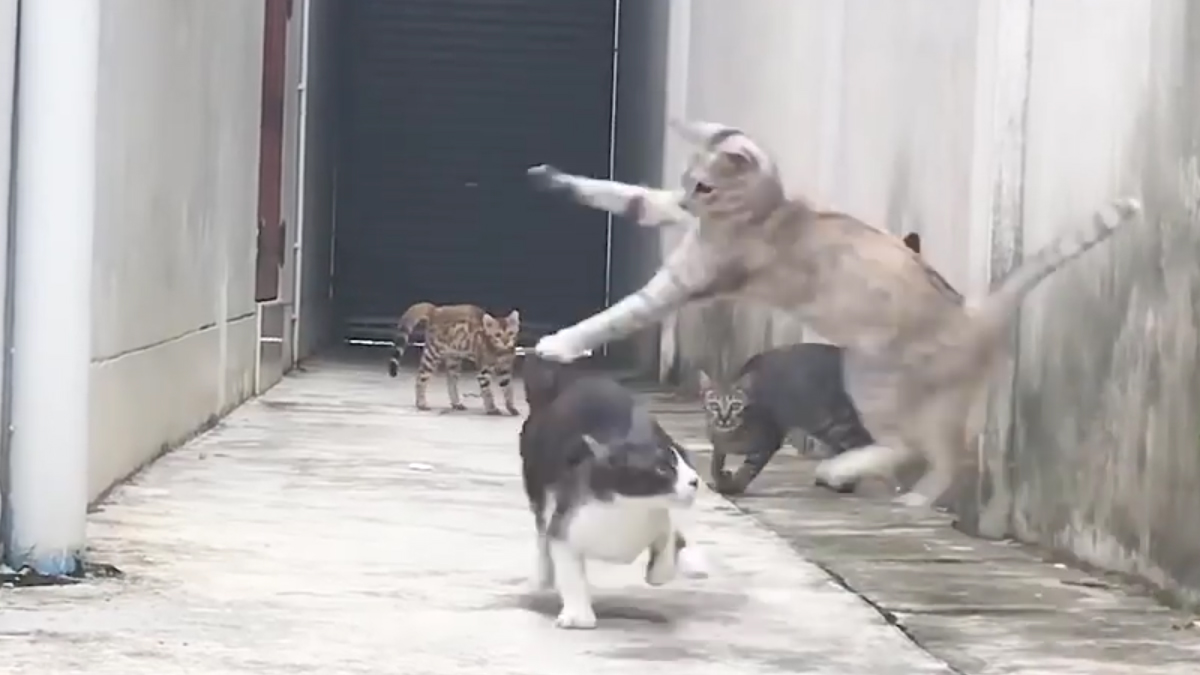 VIDEO Pogledajte izbor najboljih ljubimaca za ovaj mjesec