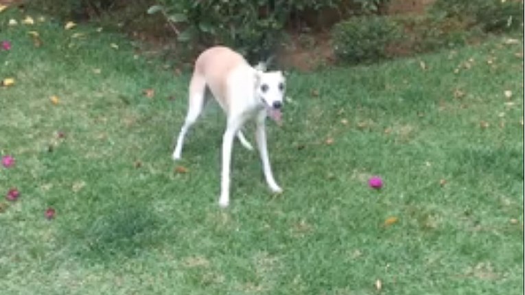 VIDEO Ovaj slijepi pas je nešto najslađe što ste vidjeli