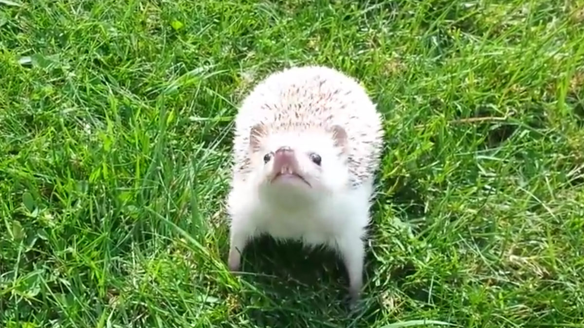 VIDEO Iako su pikavi izvana, ježevi su zapravo mala prekrasna stvorenja