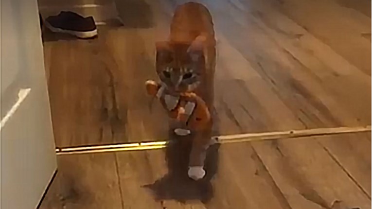 VIDEO Ova mačka se ponaša kao pravi pas!
