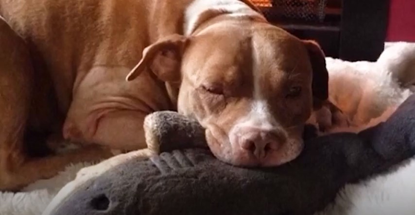 VIDEO Ova kujica bila je godinama zaključana i sada uči kako biti pas