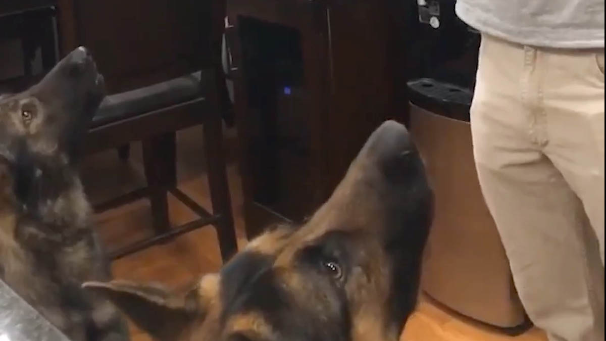 VIDEO Ove životinje su sinkronizirane u svemu