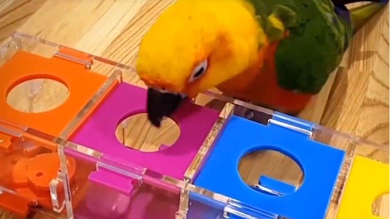 VIDEO Najpametnija papiga na svijetu. Ovo morate vidjeti