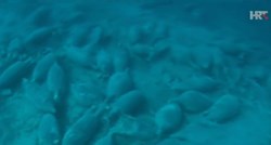 U podmorju Mljeta otkriveno veliko nalazište amfora starih 2000 godina
