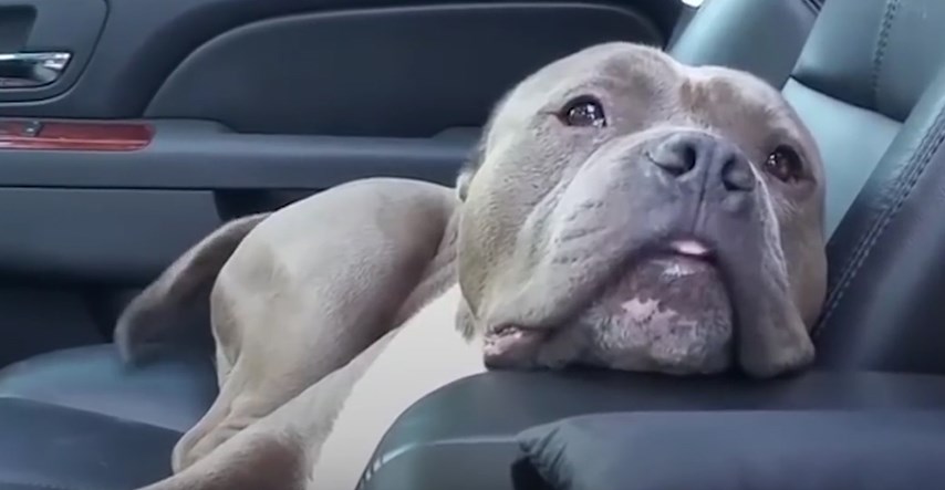 VIDEO Nakon što su ga spasili, postao je najrazmaženiji pas