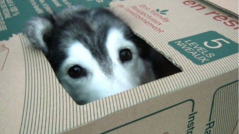 VIDEO Ove životinje ne mogu odoljeti da ne skoče u misteriozne kartonske kutije