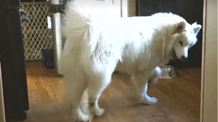 VIDEO Ovaj pas obožava oponašati konje