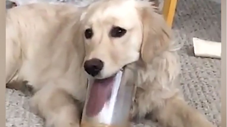 VIDEO Ovaj pas odlučio je polizati sav kikiriki maslac