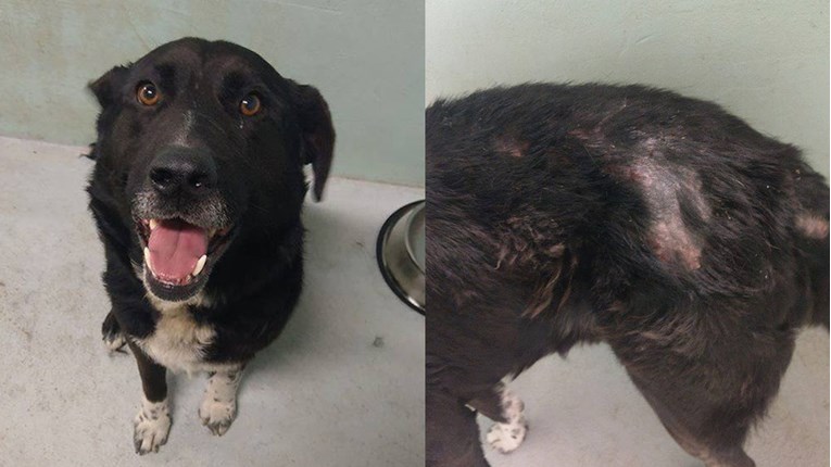 Pokraj Velike Gorice ovaj pas je proživljavao horor, ali su ga dobri ljudi spasili
