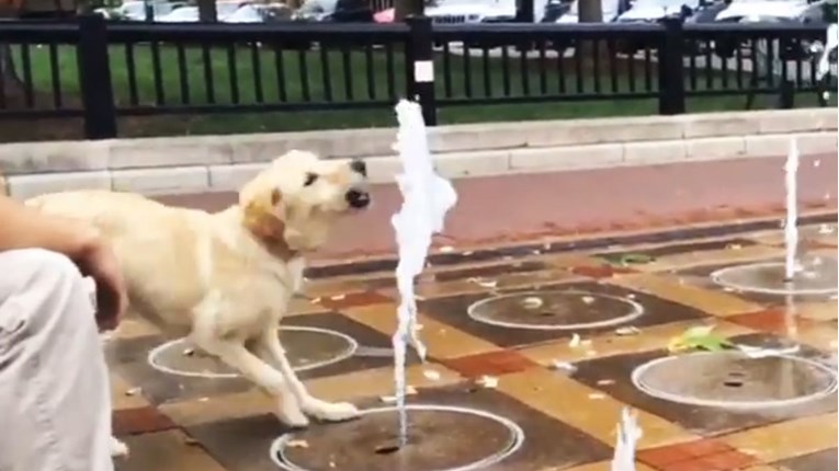Ovakve fontane i nama trebaju za pse