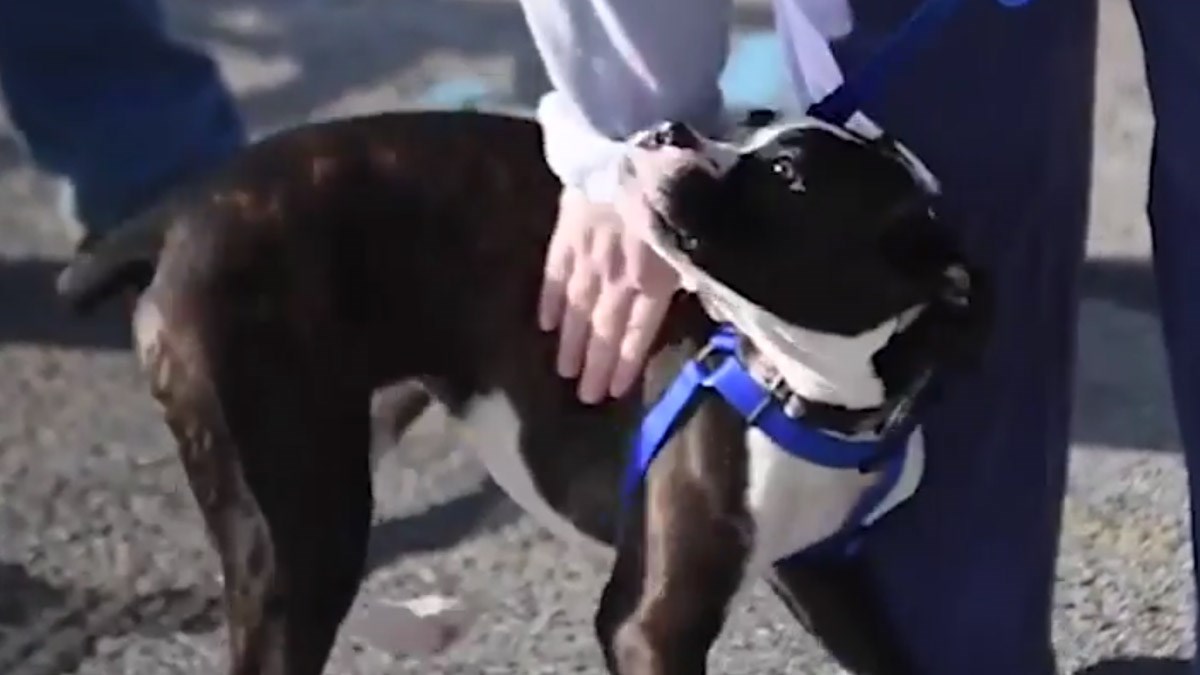 VIDEO Ovu kujicu bilo je nemoguće udomiti zbog njene anksioznosti