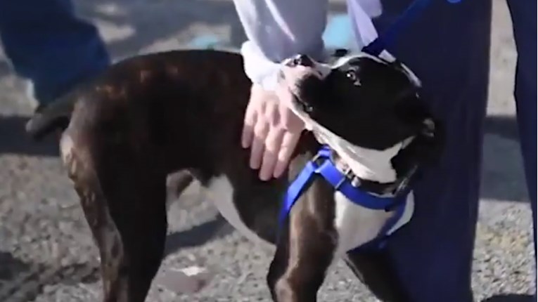 VIDEO Ovu kujicu bilo je nemoguće udomiti zbog njene anksioznosti