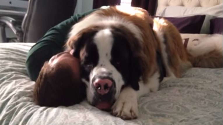 VIDEO Veliki pas zaista voli svog vlasnika