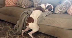 VIDEO Ova kujica je pronašla odličan način da zaobiđe pravilo da "psi ne smiju na krevet"