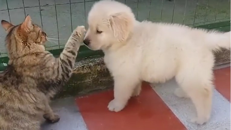 VIDEO Psi i mačke jednostavno moraju dotaknuti ovo