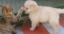 VIDEO Psi i mačke jednostavno moraju dotaknuti ovo