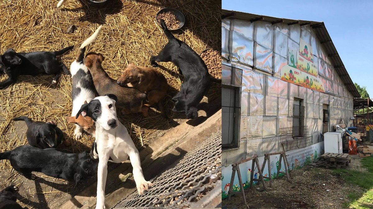 Azil Prijatelji iz Čakovca sprema se za veliku akciju i potrebna im je sva pomoć